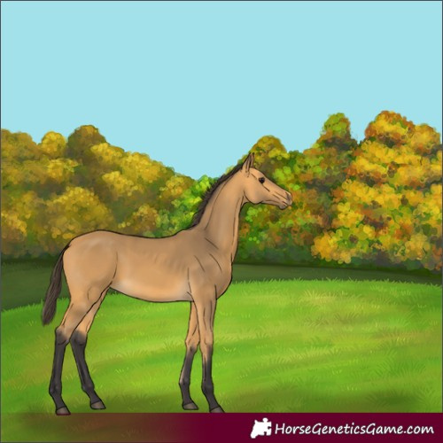 Horse Color:Buckskin 