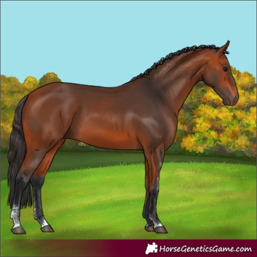 Horse Color:Bay Sabino 
