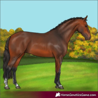Horse Color:Bay Sabino