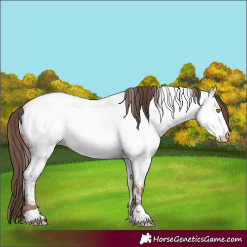 Horse Color:Amber Champagne Appaloosa 