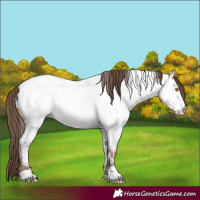Horse Color:Amber Champagne Appaloosa 