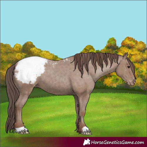 Horse Color:Classic Champagne Appaloosa 