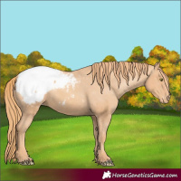 Horse Color:Gold Champagne Snowcap 