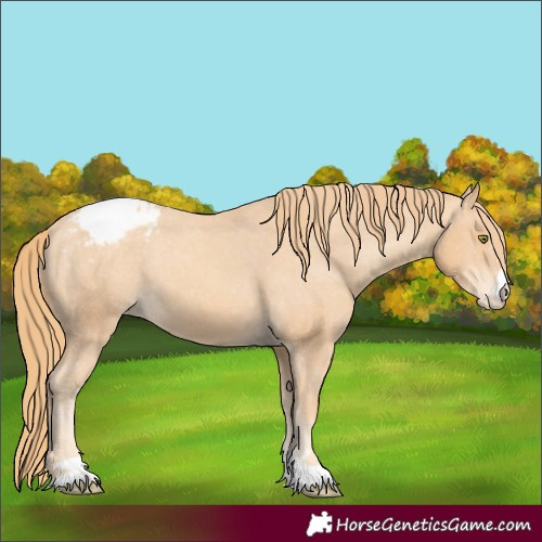 Horse Color:Gold Champagne Appaloosa 