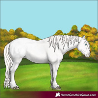 Horse Color:Perlino Appaloosa 