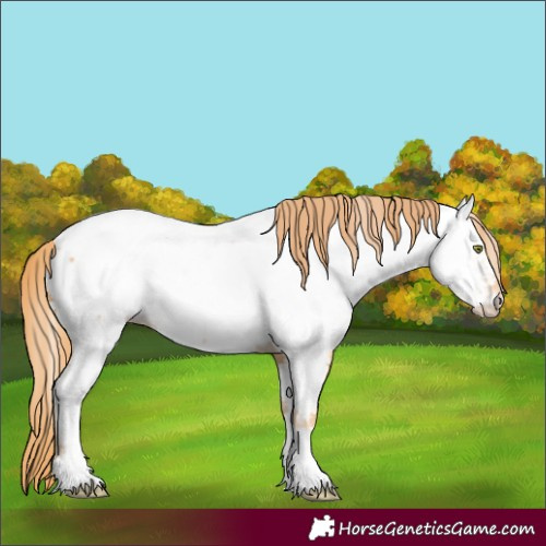 Horse Color:Gold Champagne Appaloosa 