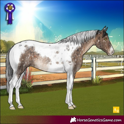 Horse Color:Brown Dun Tobiano Appaloosa Rabicano Brindle