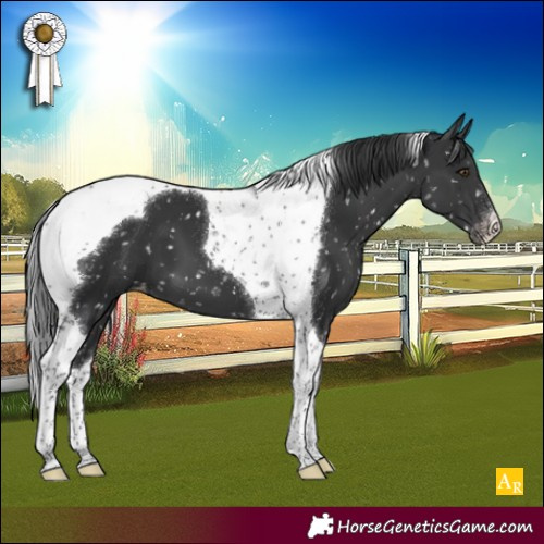 Horse Color:Black Tobiano Appaloosa 