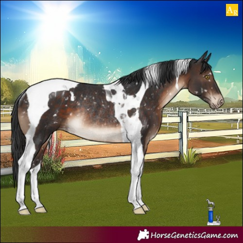 Horse Color:Brown Tobiano Appaloosa Rabicano 