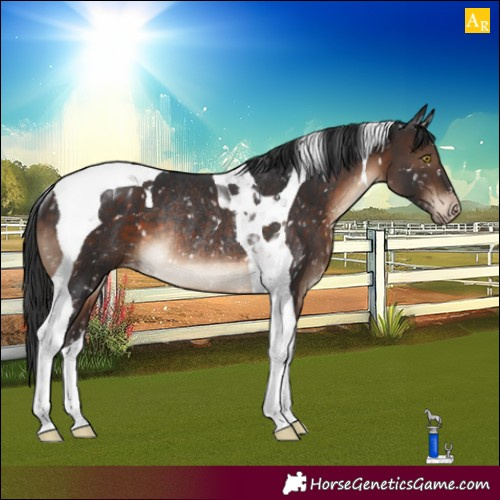 Horse Color:Brown Tobiano Appaloosa Rabicano