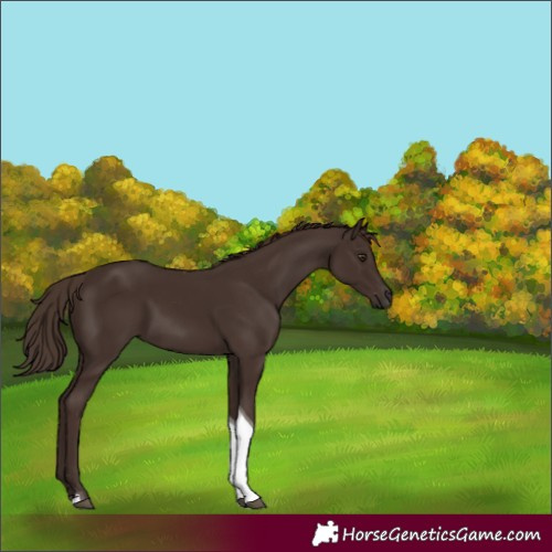Horse Color:Liver Chestnut Tobiano Rabicano 