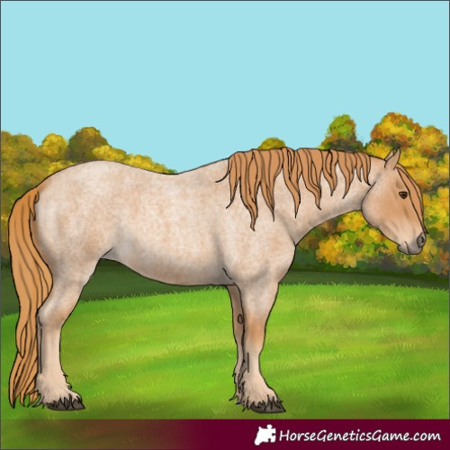 Horse Color:Red Roan 