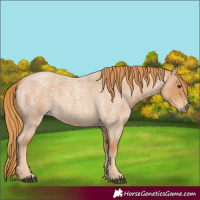 Horse Color:Red Roan 