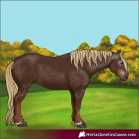 Horse Color:Gray Chestnut 