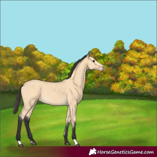 Horse Color:Buckskin Rabicano 