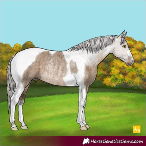 Horse Color:Silver Brown Dun Tobiano Rabicano Brindle 