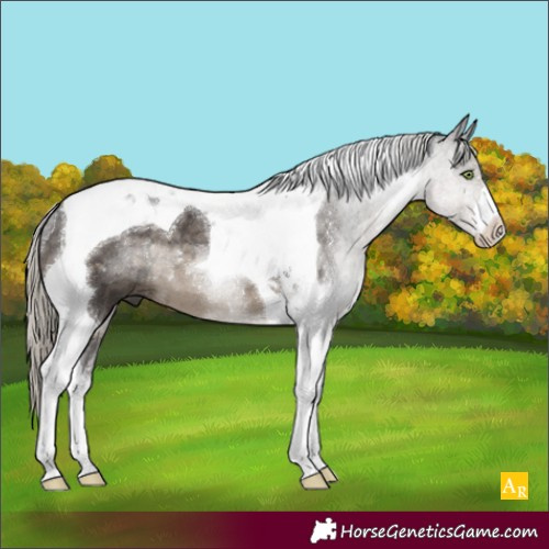 Horse Color:Silver Smoky Black Tobiano 