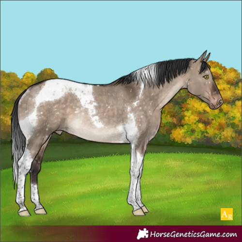 Horse Color:Brown Dun Tobiano Appaloosa Rabicano 
