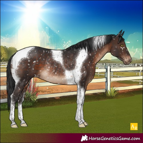 Horse Color:Brown Tobiano Appaloosa Rabicano 