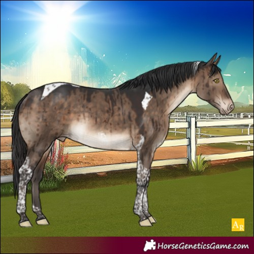 Horse Color:Brown Dun Tobiano Appaloosa Rabicano Brindle 