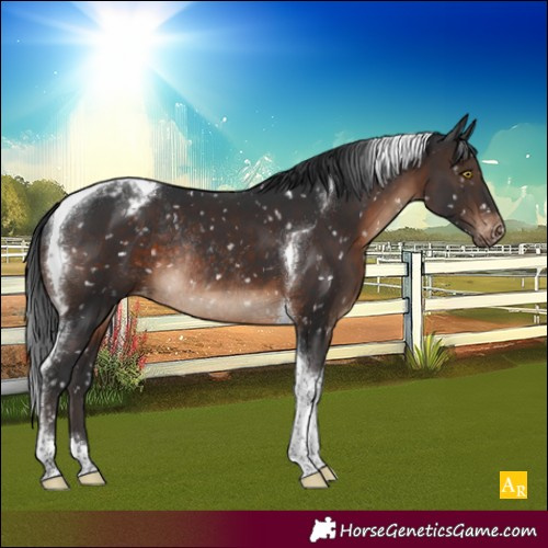 Horse Color:Brown Tobiano Appaloosa Rabicano