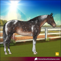 Horse Color:Brown Tobiano Appaloosa Rabicano
