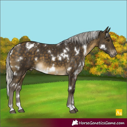 Horse Color:White Spotted Silver Buckskin Appaloosa 