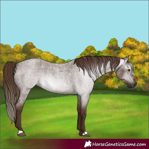 Horse Color:Gray Red Roan 