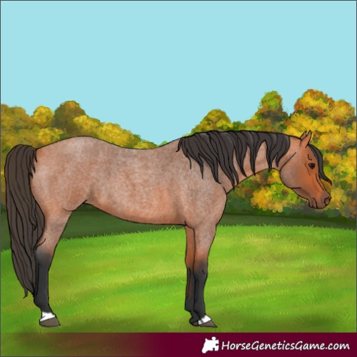 Horse Color:Bay Roan 