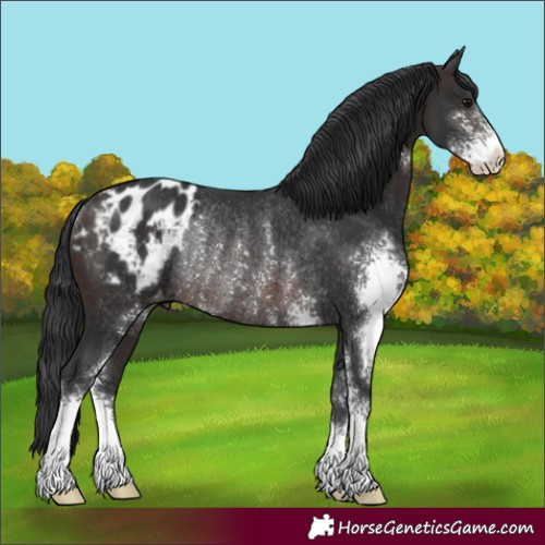 Horse Color:Brown Sabino Appaloosa Rabicano 