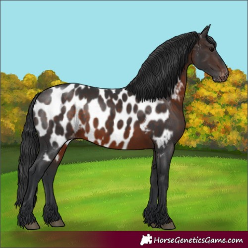 Horse Color:Brown Appaloosa Rabicano 