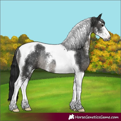 Horse Color:Gray Black Sabino Tobiano Rabicano