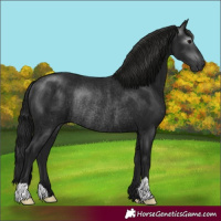 Horse Color:Gray Black Rabicano 