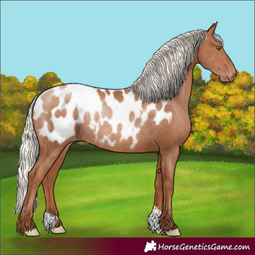 Horse Color:Silver Brown Pearl Appaloosa Rabicano 