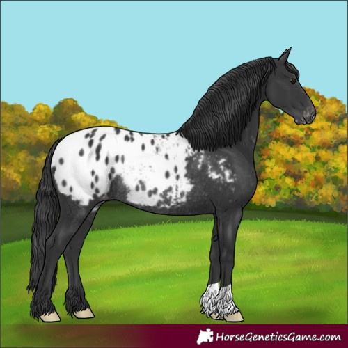 Horse Color:Black Appaloosa Rabicano 