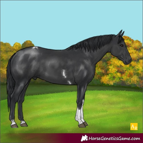 Horse Color:Black Tobiano 