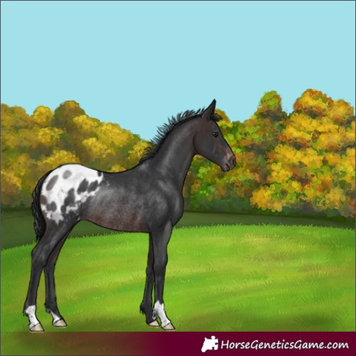 Horse Color:Brown Appaloosa Rabicano