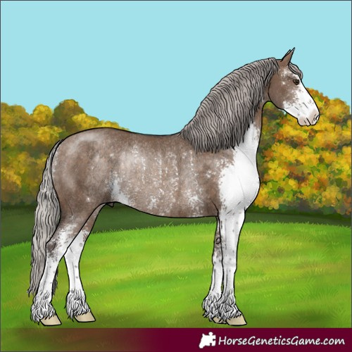 Horse Color:Silver Brown Dun Sabino Rabicano