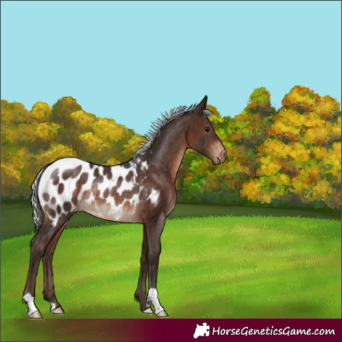 Horse Color:Silver Brown Appaloosa Rabicano