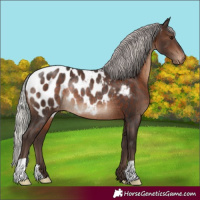 Horse Color:Silver Brown Blanket Rabicano 