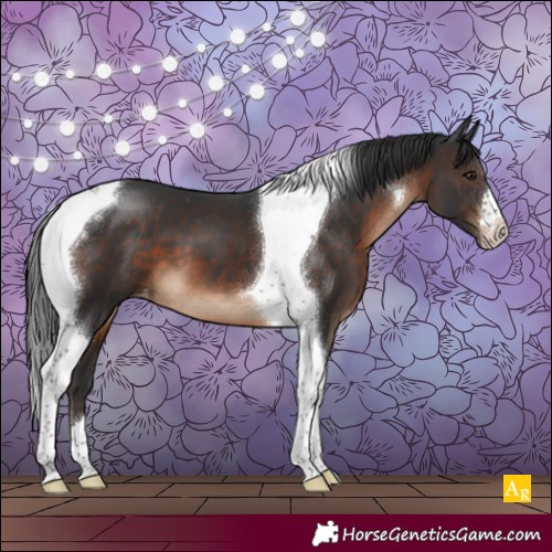 Horse Color:Brown Tobiano Appaloosa 