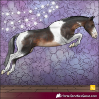 Horse Color:Brown Tobiano Appaloosa