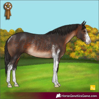 Horse Color:Brown Sabino Rabicano 