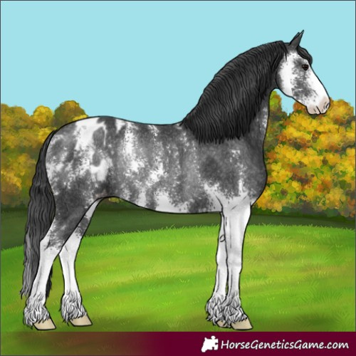 Horse Color:Black Sabino Appaloosa Rabicano