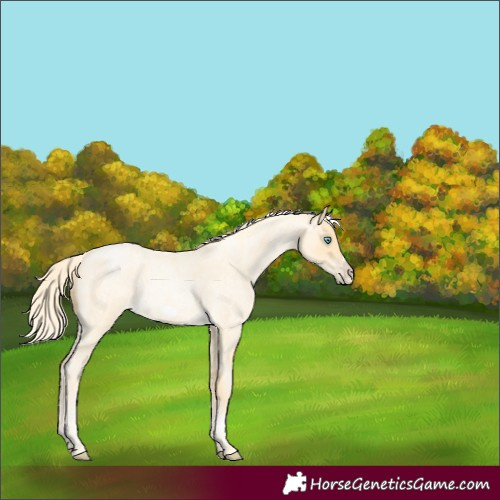Horse Color:Palomino Roan Pearl Frame