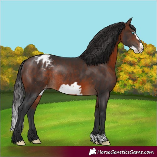 Horse Color:Brown Frame Appaloosa Rabicano 