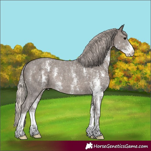 Horse Color:Silver Black Sabino Appaloosa Rabicano