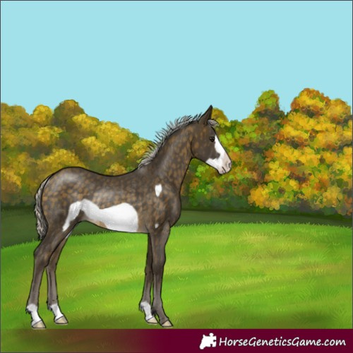 Horse Color:Silver Buckskin Frame Rabicano 