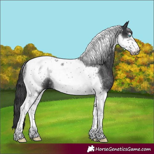 Horse Color:Black Tobiano Frame Rabicano 