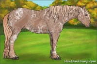 Horse Color:Chestnut Ice 